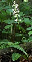 Platanthera bifolia