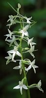 Platanthera bifolia