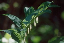 Polygonatum odoratum (kokoryczka wonna)