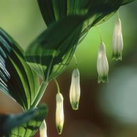 Polygonatum odoratum (kokoryczka wonna)