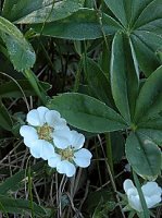 Potentilla alba