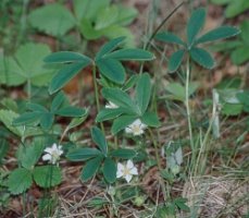 Potentilla alba