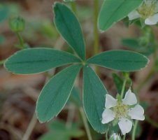 Potentilla alba