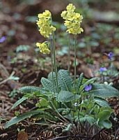 Primula elatior