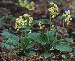 Primula elatior