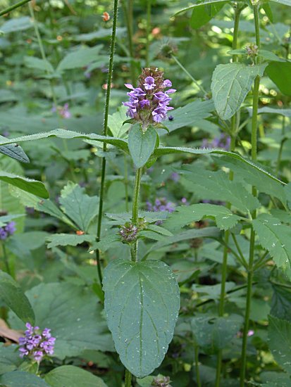 Prunella vulgaris