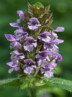 Prunella vulgaris