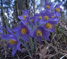 Pulsatilla patens ssp. patens (sasanka otwarta typowa)