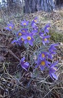 Pulsatilla patens ssp. patens (sasanka otwarta typowa)