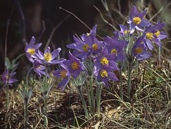 Pulsatilla patens ssp. patens (sasanka otwarta typowa)