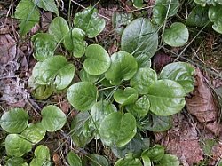 Pyrola rotundifolia (gruszyczka okrągłolistna)