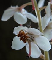 Pyrola rotundifolia (gruszyczka okrągłolistna)