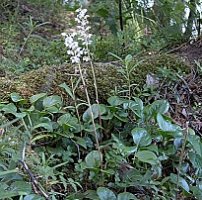 Pyrola rotundifolia (gruszyczka okrągłolistna)