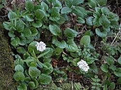 Pyrola rotundifolia (gruszyczka okrągłolistna)