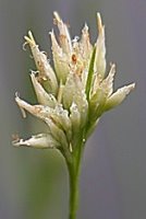 Rhynchospora alba (przygiełka biała)