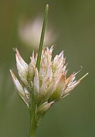 Rhynchospora alba (przygiełka biała)