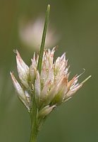 Rhynchospora alba (przygiełka biała)