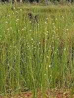 Rhynchospora alba (przygiełka biała)