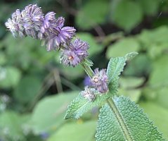 Salvia verticillata (szałwia okręgowa)