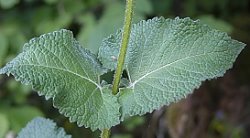 Salvia verticillata (szałwia okręgowa)