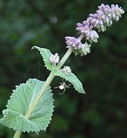 Salvia verticillata (szałwia okręgowa)