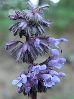 Salvia verticillata (szałwia okręgowa)