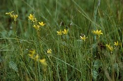 Saxifraga hirculus (skalnica torfowiskowa)