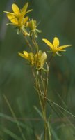 Saxifraga hirculus (skalnica torfowiskowa)