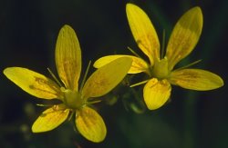 Saxifraga hirculus (skalnica torfowiskowa)