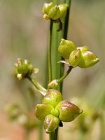 Scheuchzeria palustris