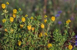 Trifolium aureum