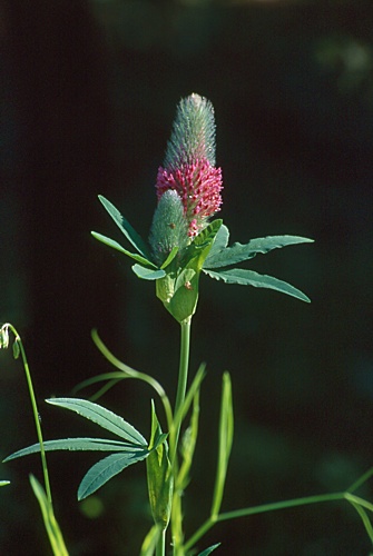 Trifolium rubens