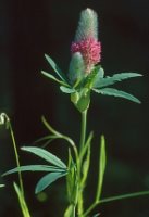 Trifolium rubens