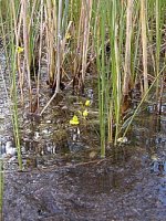 Utricularia intermedia