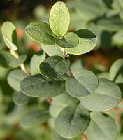 Vaccinium uliginosum