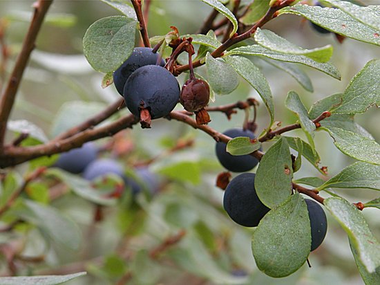 Vaccinium uliginosum