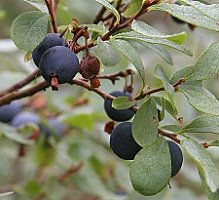 Vaccinium uliginosum