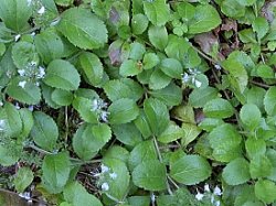 Veronica officinalis