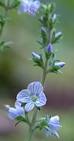 Veronica officinalis