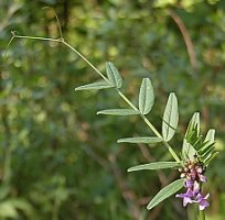 Vicia sepium