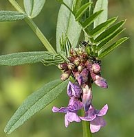 Vicia sepium