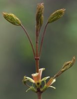 Acer platanoides (klon pospolity)