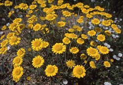 Anthemis tinctoria