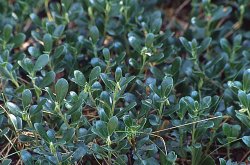 Arctostaphylos uva-ursi