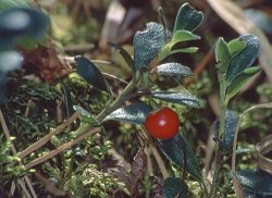 Arctostaphylos uva-ursi