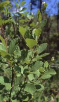 Betula humilis