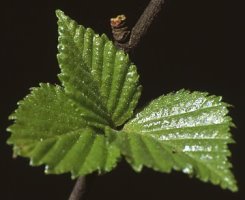 Betula pubescens