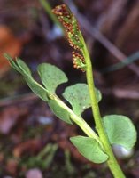 Botrychium lunaria