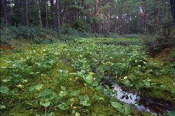 Calla palustris