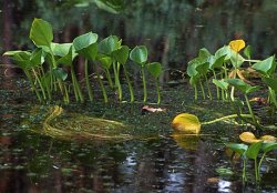 Calla palustris